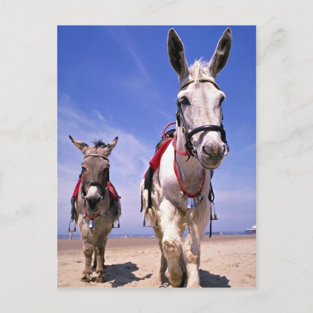 Donkeys, Blackpool Beach, England Postcard (Front)
