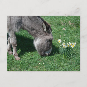 Donkeys Don't Eat Wild Daffodils Postcard