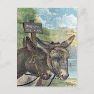 Donkeys For Hire Postcard