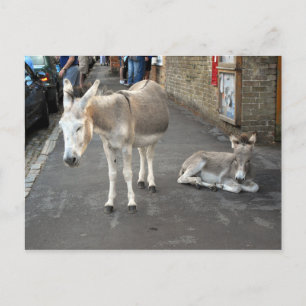 Donkeys go to Town Postcard