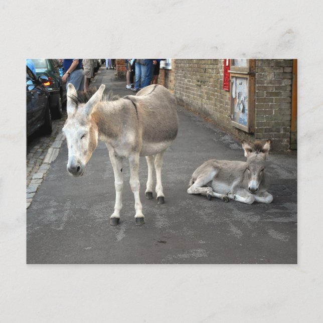 Donkeys go to Town Postcard (Front)