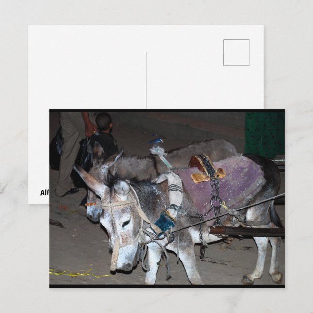 Donkeys of Luxor Postcard (Front/Back)