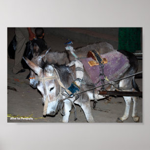 Donkeys of Luxor Poster