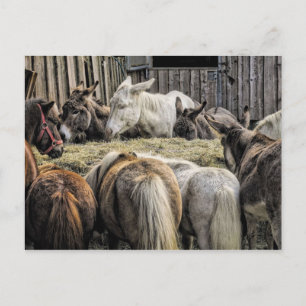 Donkey's Of The Round Table Postcard
