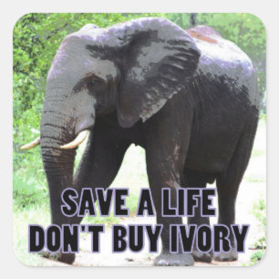 Don't Buy Ivory, Save an Elephant's Life Sticker