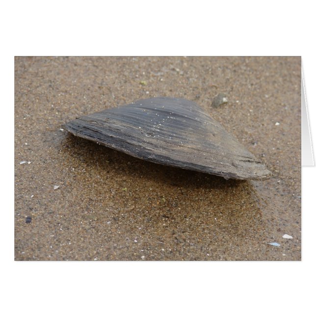 Don't Clam Up (Front Horizontal)