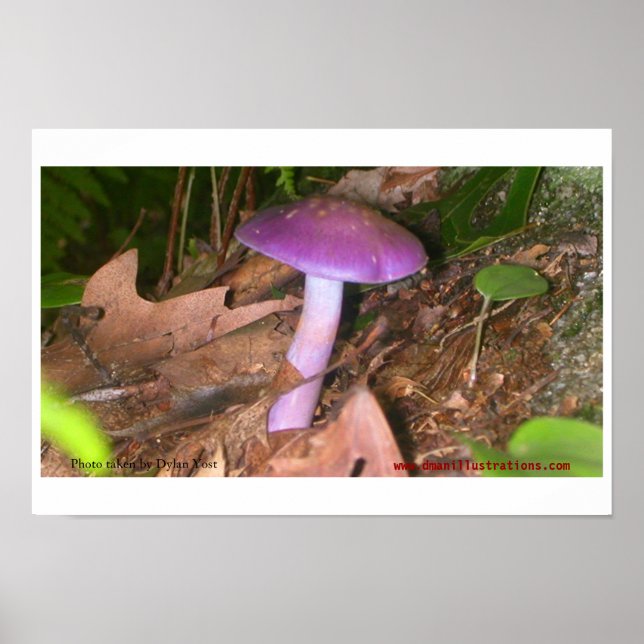 Don't Eat the Mushroom Poster (Front)