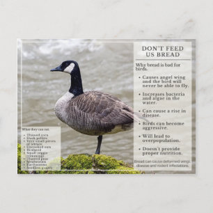 Don't Feed Bread to Birds Postcard Canada Goose
