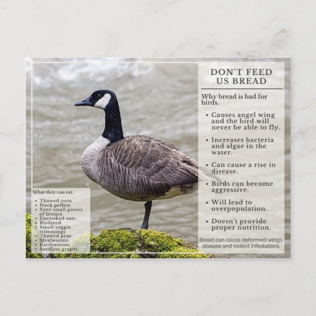Don't Feed Bread to Birds Postcard Canada Goose (Front)