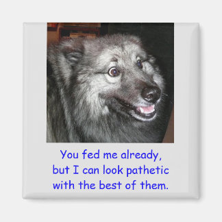 DON'T Feed the Dog Magnet