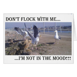 Don't Flock With Me