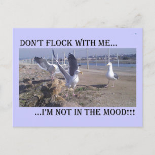 Don't Flock With Me Postcard