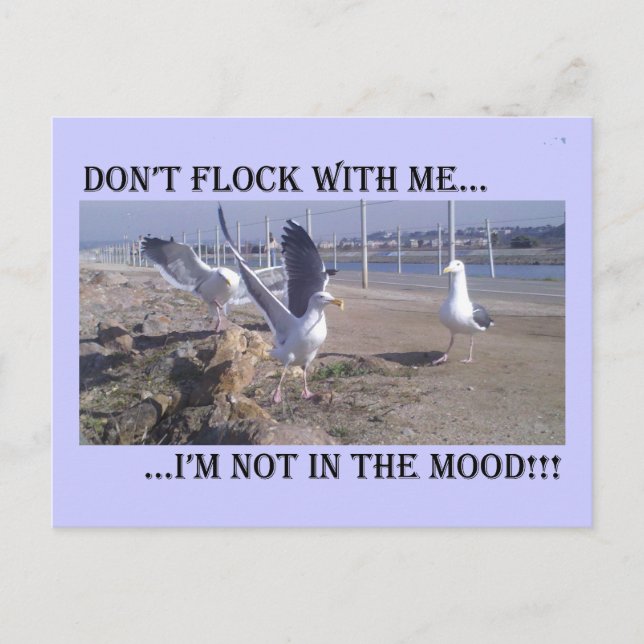 Don't Flock With Me Postcard (Front)