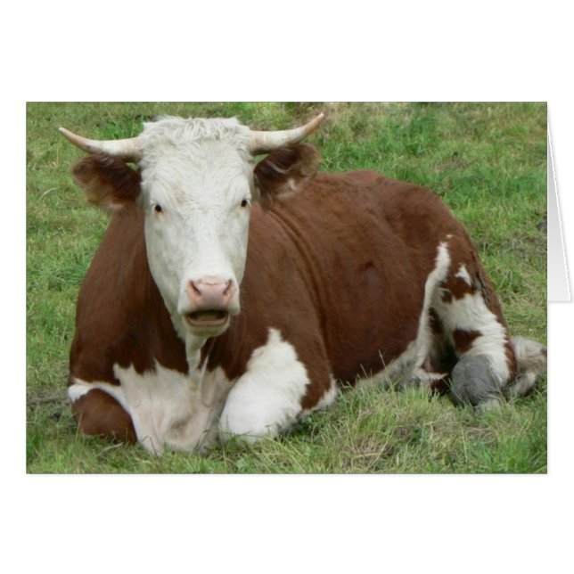 Don't Have a Cow Card (Front Horizontal)