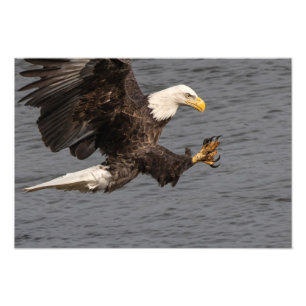 Don't Mess With A Bald Eagle  Photo Print