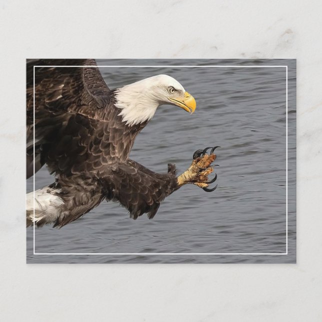 Don't Mess With A Bald Eagle  Postcard (Front)