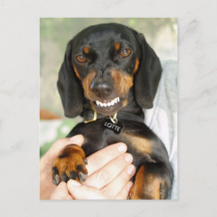 Don't mess with me dachshund postcard