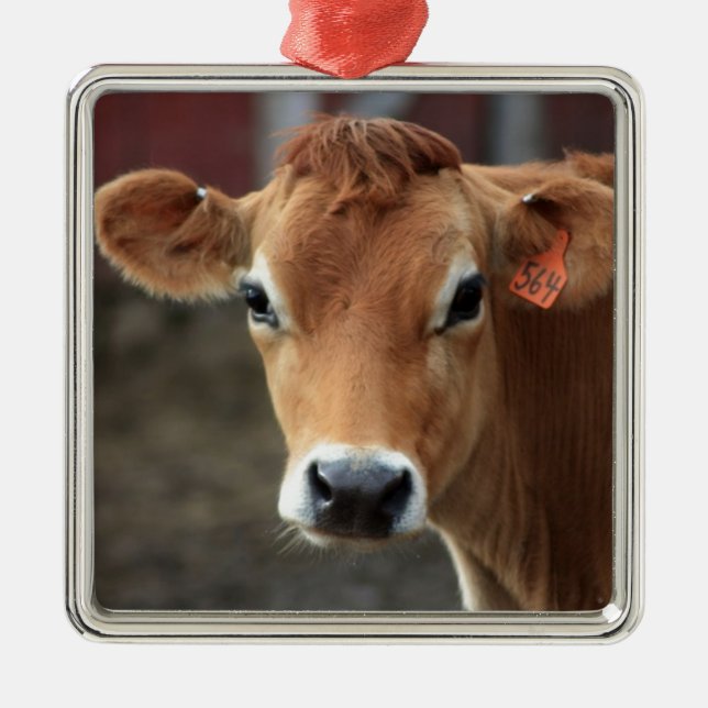 Don't you think I'm Pretty Jersey Cow Metal Ornament (Front)