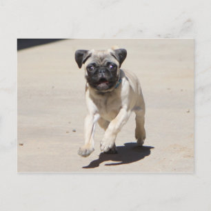 Doobie Runnin' Postcard