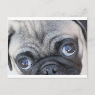 Doobie's Eyes Postcard