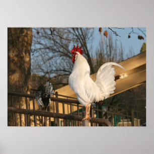 "Doodle Do", Bantam Rooster Poster