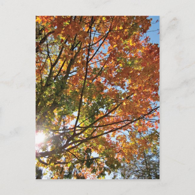 Door County Fall Postcard (Front)