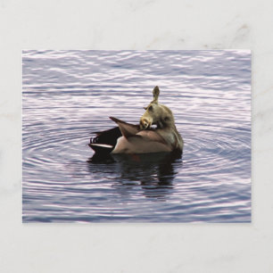 Doose postcard