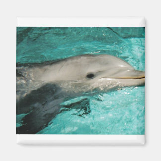 Dophin Blue Sea Ocean Magnet
