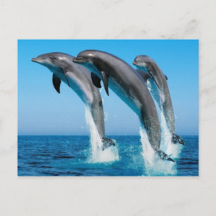 Dophins jumping postcard
