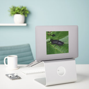 Dorcus parallelipipedus , the lesser stag beetle