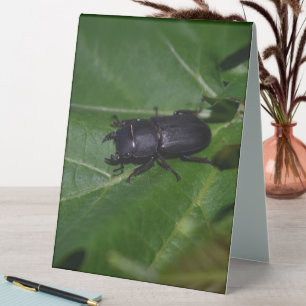 Dorcus parallelipipedus , the lesser stag beetle
