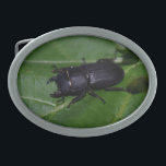 Dorcus parallelipipedus , the lesser stag beetle belt buckle<br><div class="desc">Dorcus parallelipipedus ,  the lesser stag beetle,  Lucanidae ,  Coleoptera ,  Bug,  I photographed it in my Garden.
Photo by Krisi ArtKSZP ,  More in Store Category >>> Nature photography >>> Insects >>> Else</div>