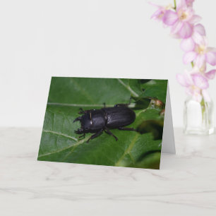 Dorcus parallelipipedus , the lesser stag beetle card