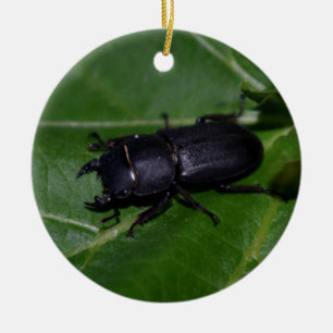 Dorcus parallelipipedus , the lesser stag beetle ceramic ornament