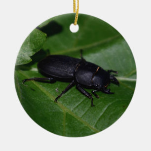 Dorcus parallelipipedus , the lesser stag beetle ceramic ornament
