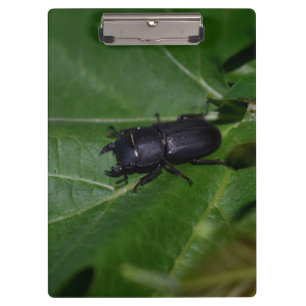 Dorcus parallelipipedus , the lesser stag beetle clipboard