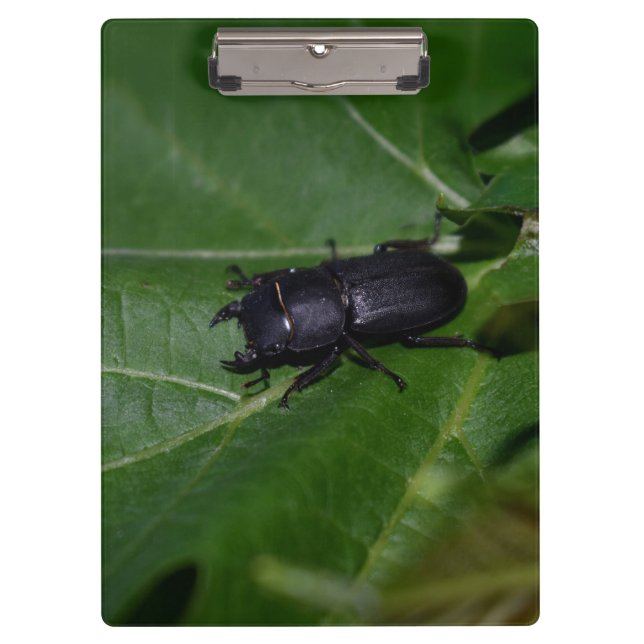 Dorcus parallelipipedus , the lesser stag beetle clipboard (Front)