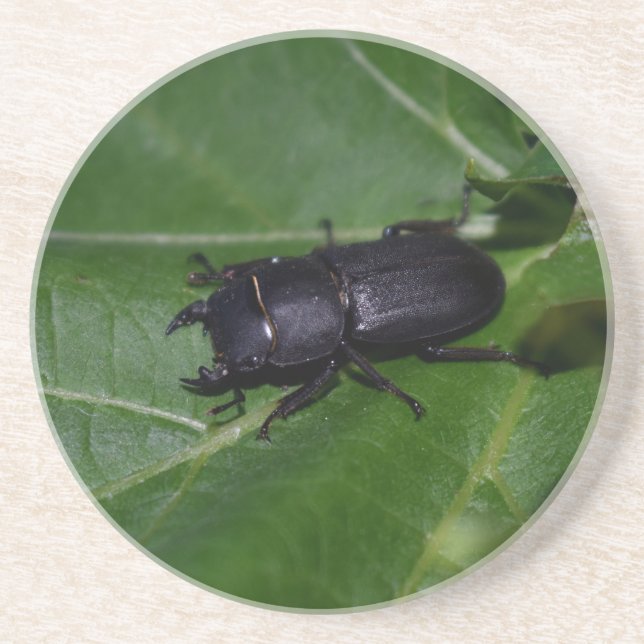 Dorcus parallelipipedus , the lesser stag beetle coaster (Front)