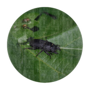 Dorcus parallelipipedus , the lesser stag beetle cutting board