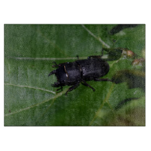 Dorcus parallelipipedus , the lesser stag beetle cutting board