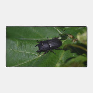 Dorcus parallelipipedus , the lesser stag beetle desk mat