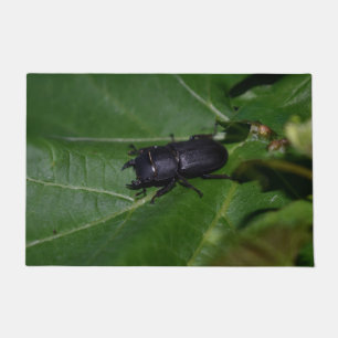 Dorcus parallelipipedus , the lesser stag beetle doormat