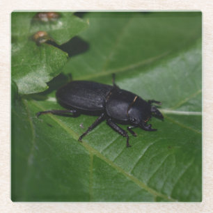 Dorcus parallelipipedus , the lesser stag beetle glass coaster