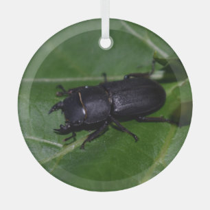 Dorcus parallelipipedus , the lesser stag beetle glass tree decoration