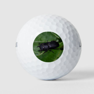 Dorcus parallelipipedus , the lesser stag beetle golf balls