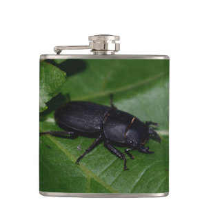 Dorcus parallelipipedus , the lesser stag beetle hip flask