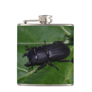 Dorcus parallelipipedus , the lesser stag beetle hip flask