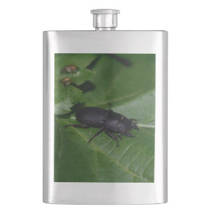 Dorcus parallelipipedus , the lesser stag beetle hip flask
