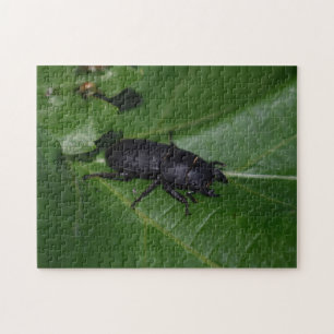 Dorcus parallelipipedus , the lesser stag beetle jigsaw puzzle