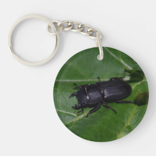 Dorcus parallelipipedus , the lesser stag beetle key ring